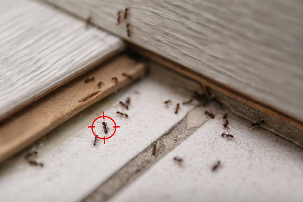 Best Emergency Pest Control  in Citrus City, TX