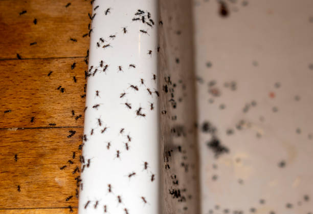 Best Ant Control Services  in Citrus City, TX